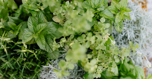 Gyógynövények és dopping – Amit minden sportló tulajdonosnak tudnia kell