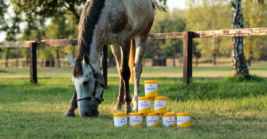 GY.I.K. Lótakarmányozás alapjai - Mennyi széna és abrak kell a lónak?