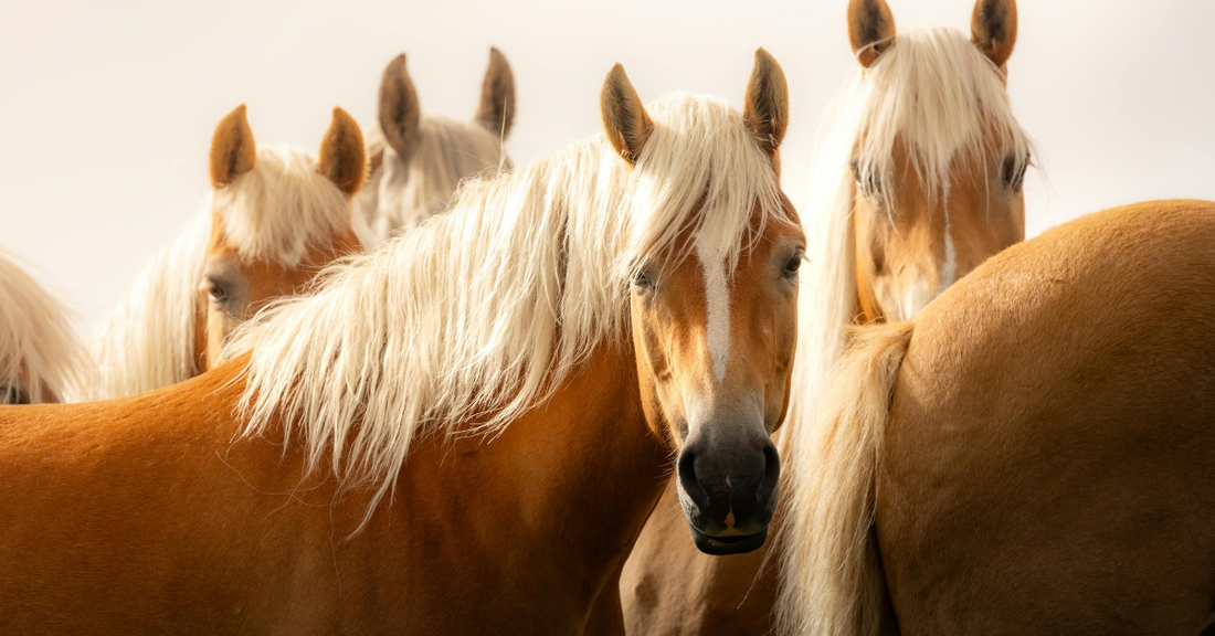 Mennyi fehérjére van szüksége egy lónak? – Fehérjeigény fajták és terhelés szerint
